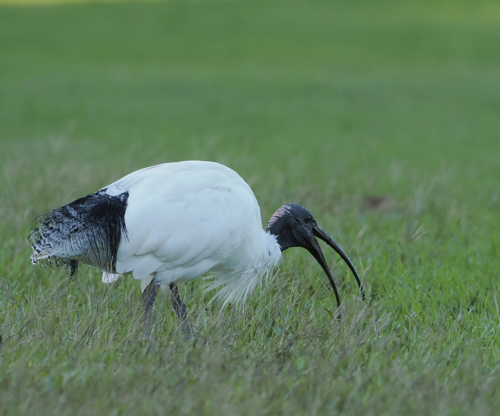 ibis australský - ML619433381