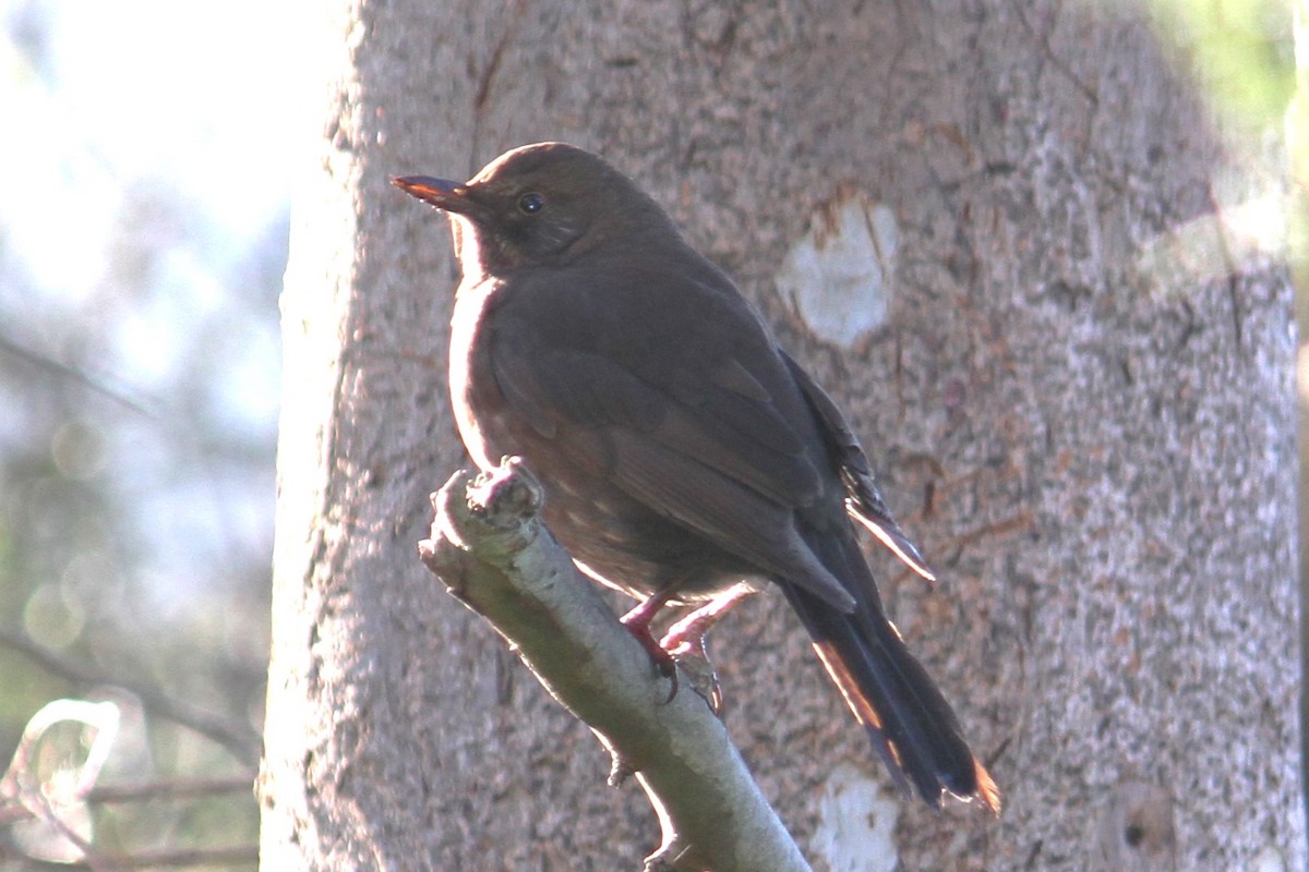 Eurasian Blackbird - ML619433428