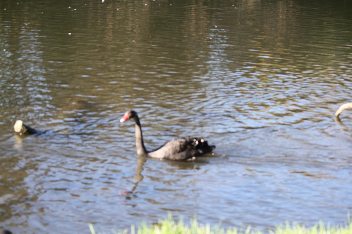 Black Swan - ML619433432