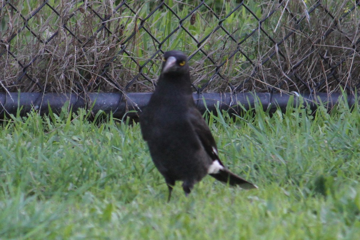 Pied Currawong - ML619433433