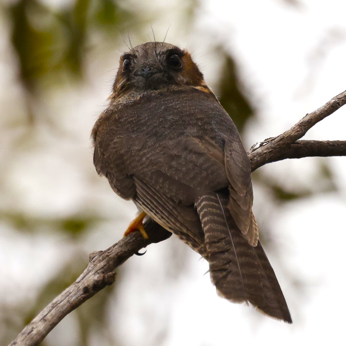 Australian Owlet-nightjar - ML619433483
