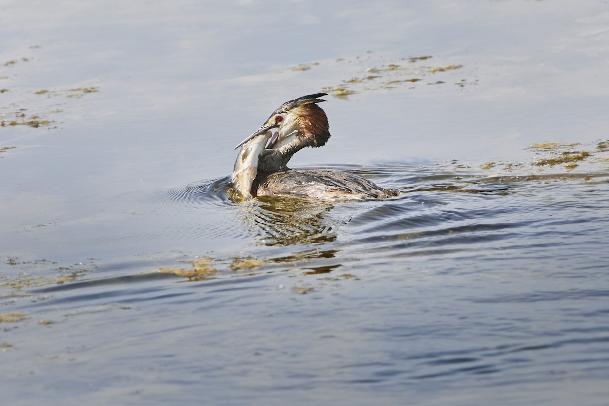 Great Crested Grebe - ML619433552