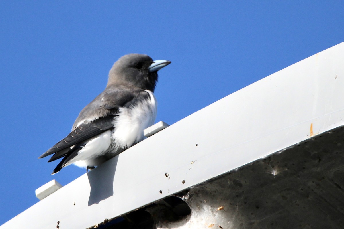 White-breasted Woodswallow - ML619433561