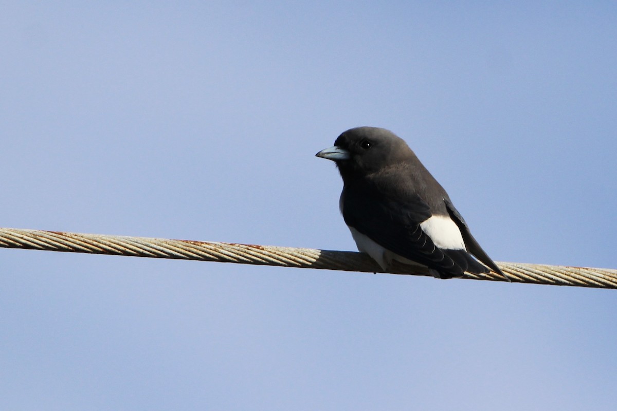 White-breasted Woodswallow - ML619433562
