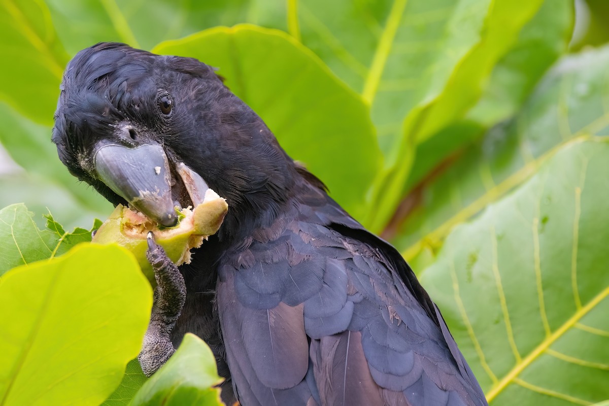 Red-tailed Black-Cockatoo - ML619433594