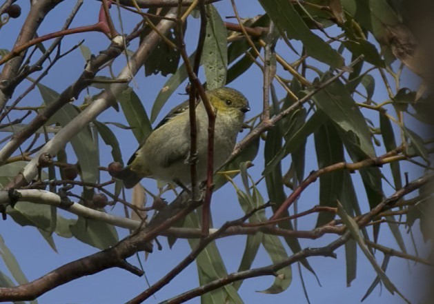 Forty-spotted Pardalote - ML619433606