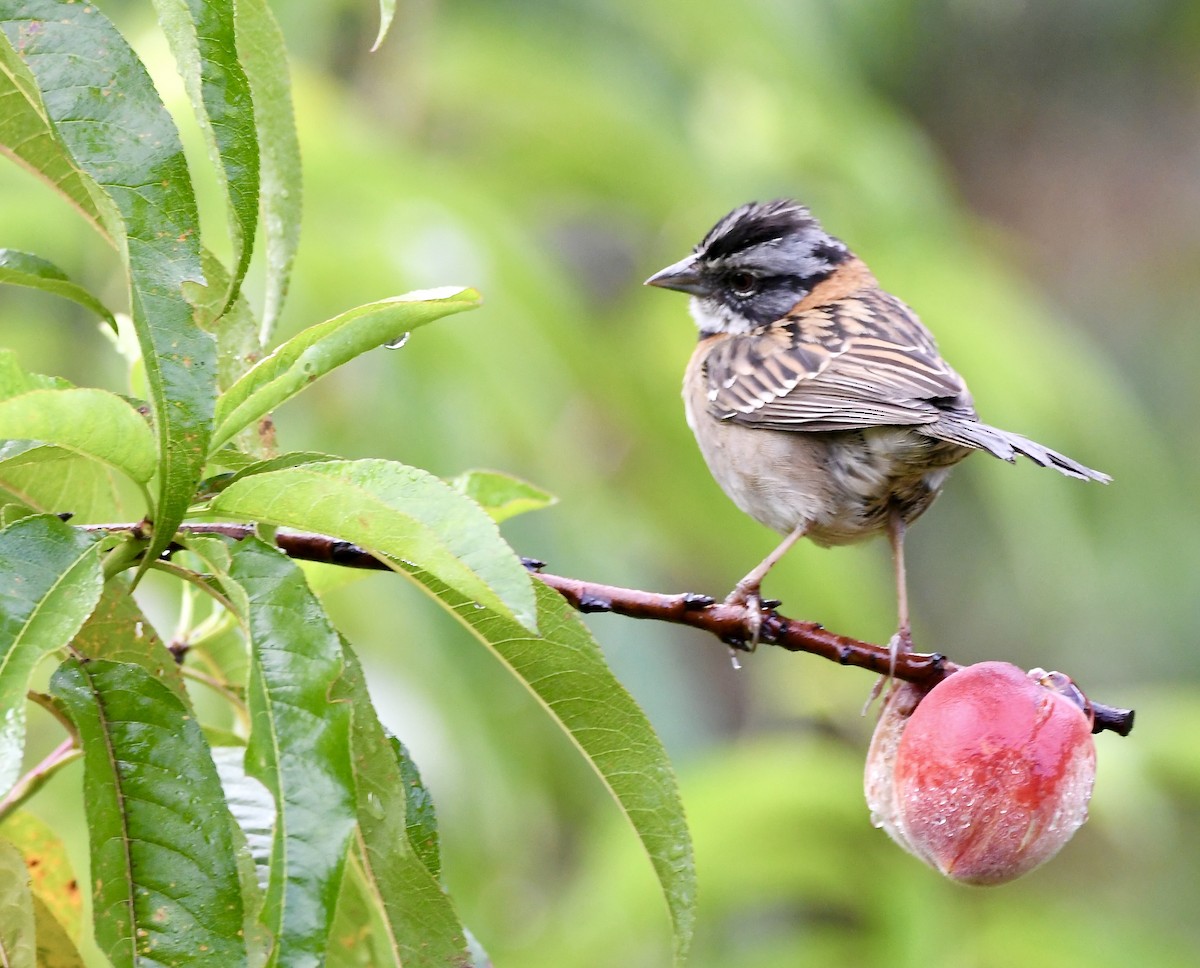 Rufous-collared Sparrow - ML619433683