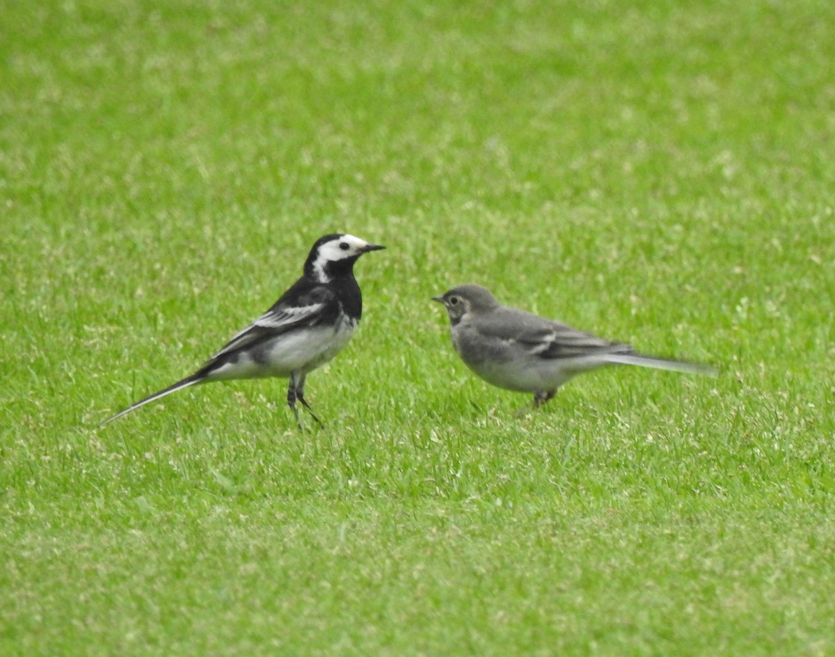 wagtail sp. - ML619433717