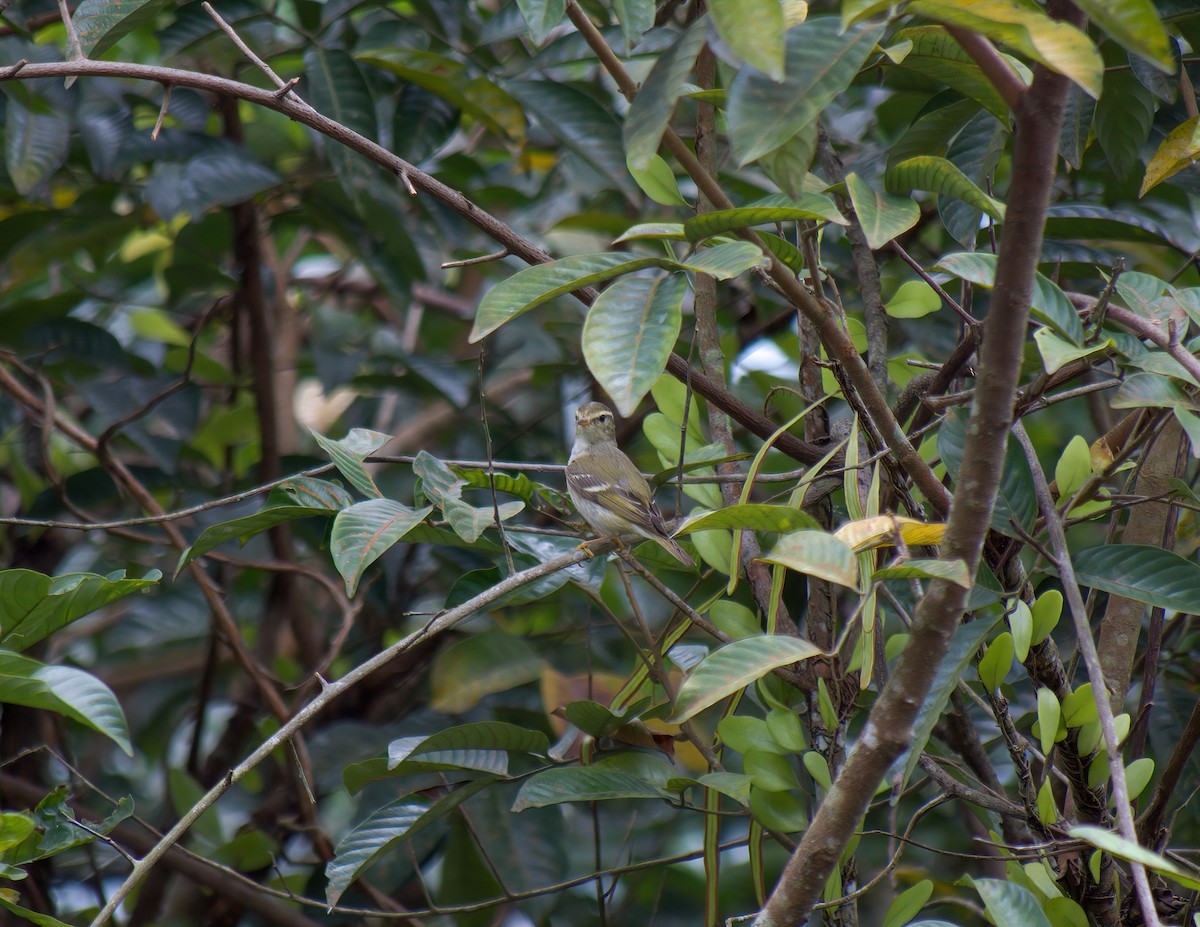 Yellow-browed Warbler - ML619433755