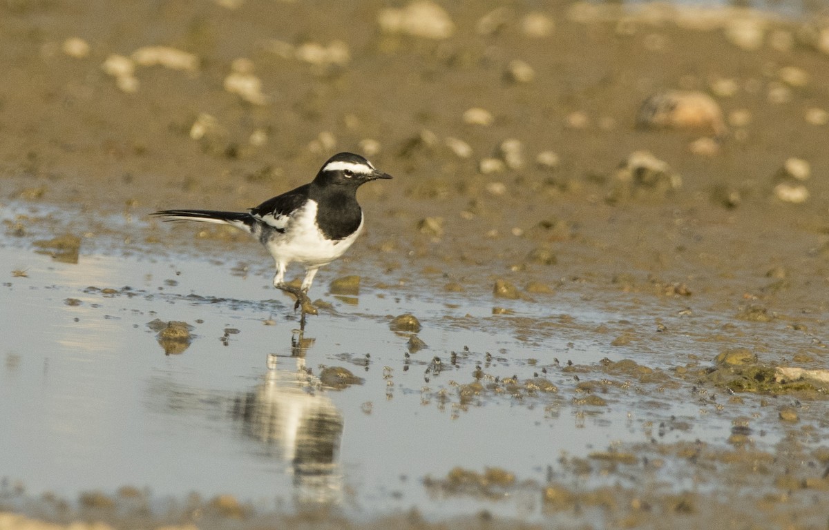 White-browed Wagtail - ML619433756