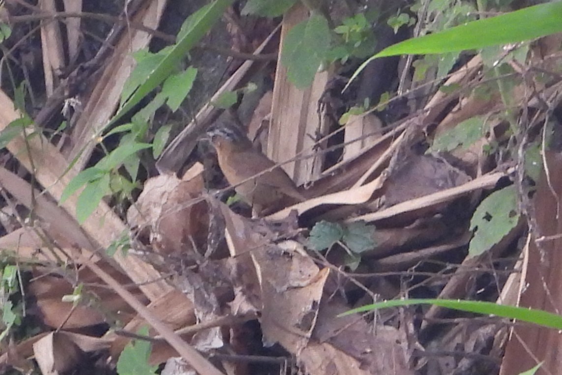 Gray-throated Babbler - ML619433776