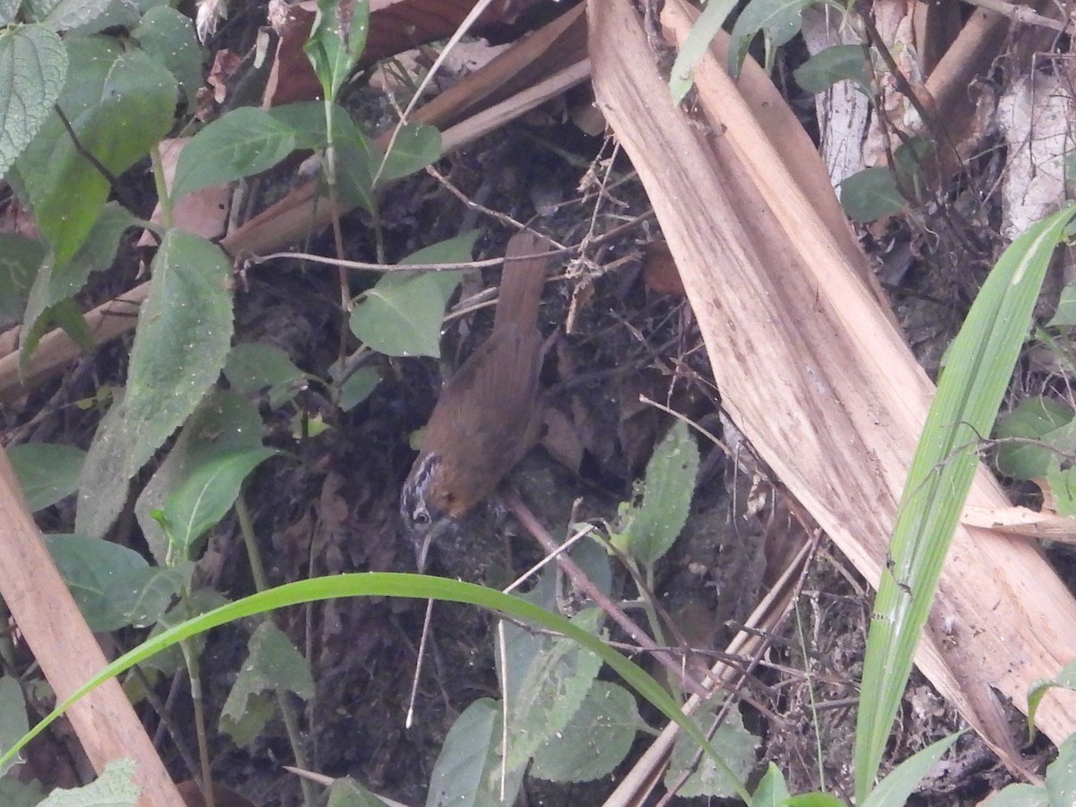 Gray-throated Babbler - ML619433778