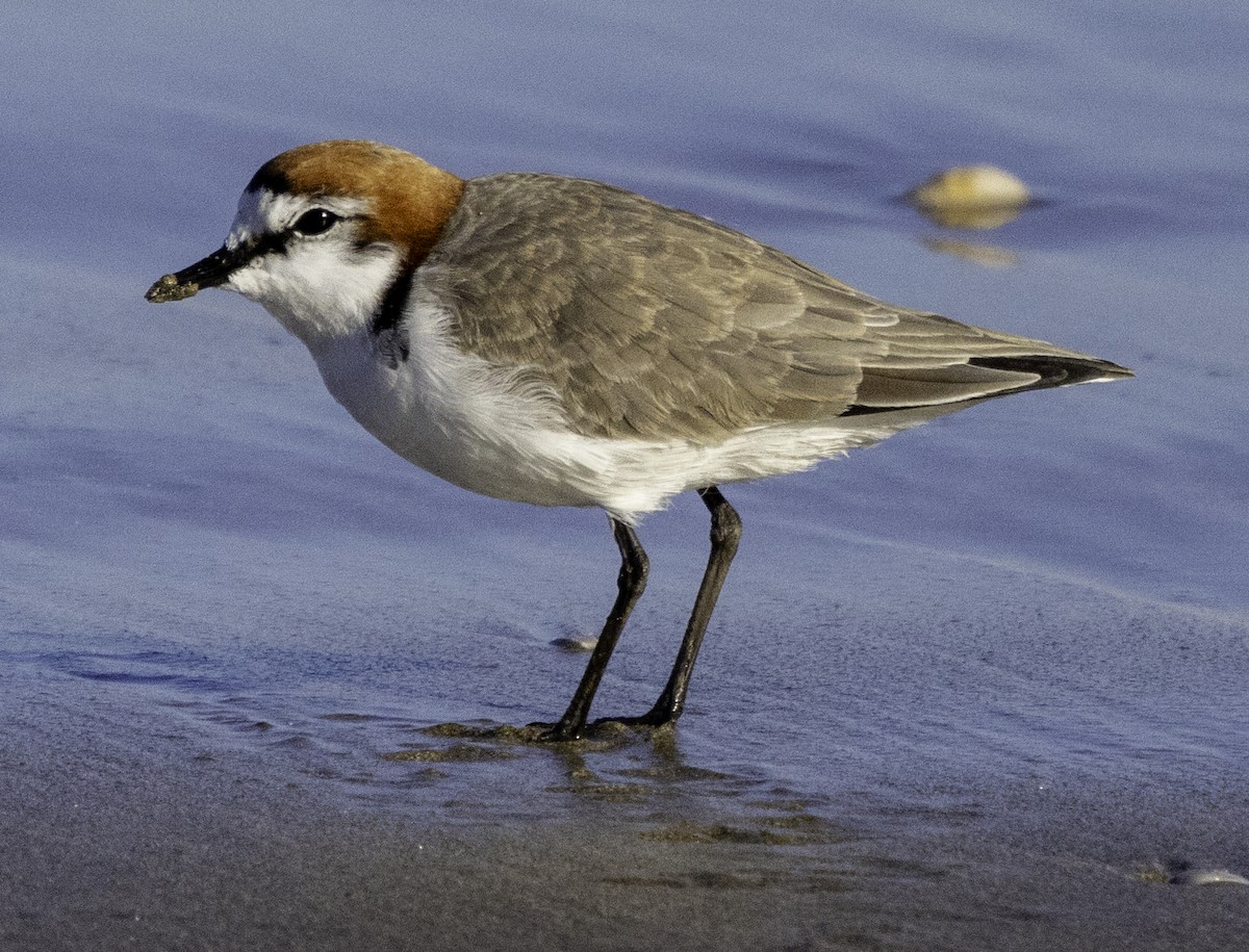 Red-capped Plover - ML619433779