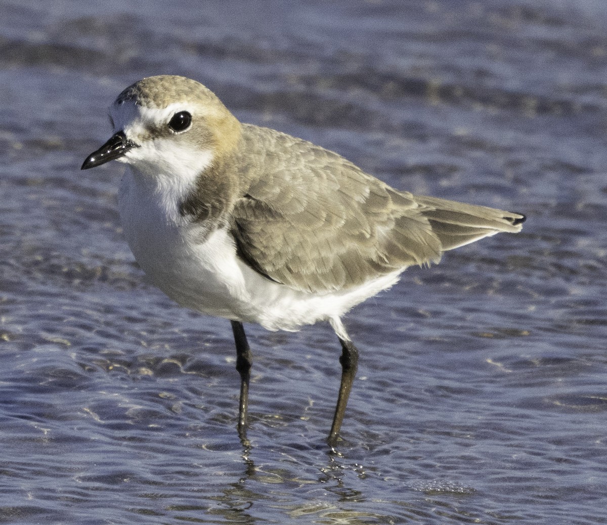 Red-capped Plover - ML619433780