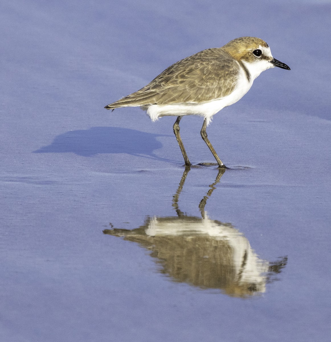 Red-capped Plover - ML619433781