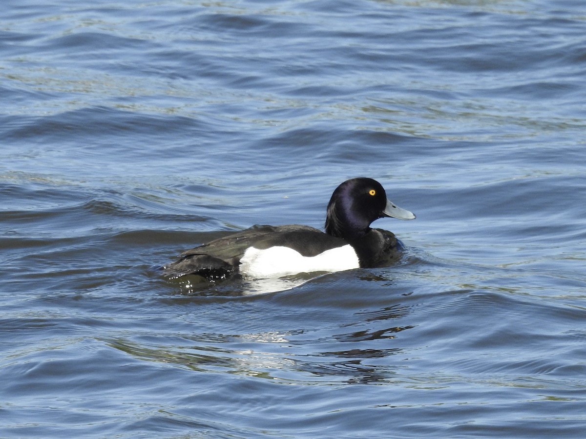 Tufted Duck - ML619433804