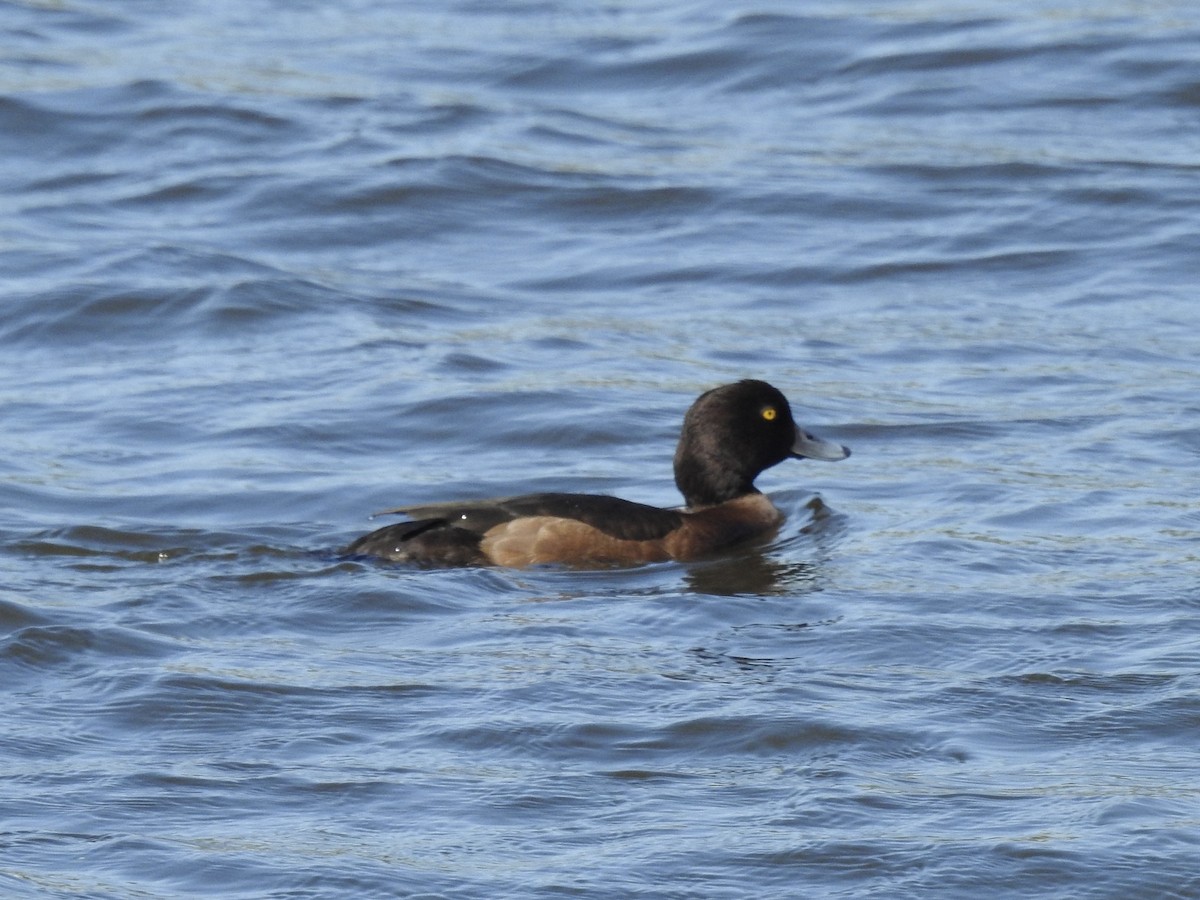 Tufted Duck - ML619433805