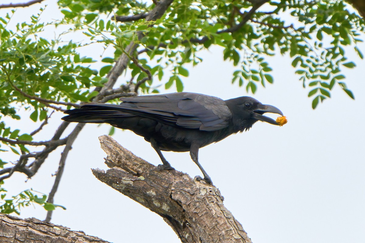 Large-billed Crow - ML619433807