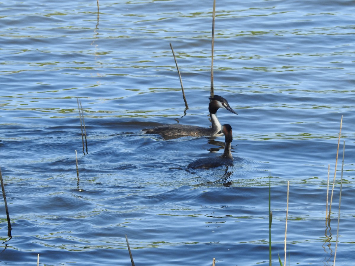 Great Crested Grebe - ML619433818