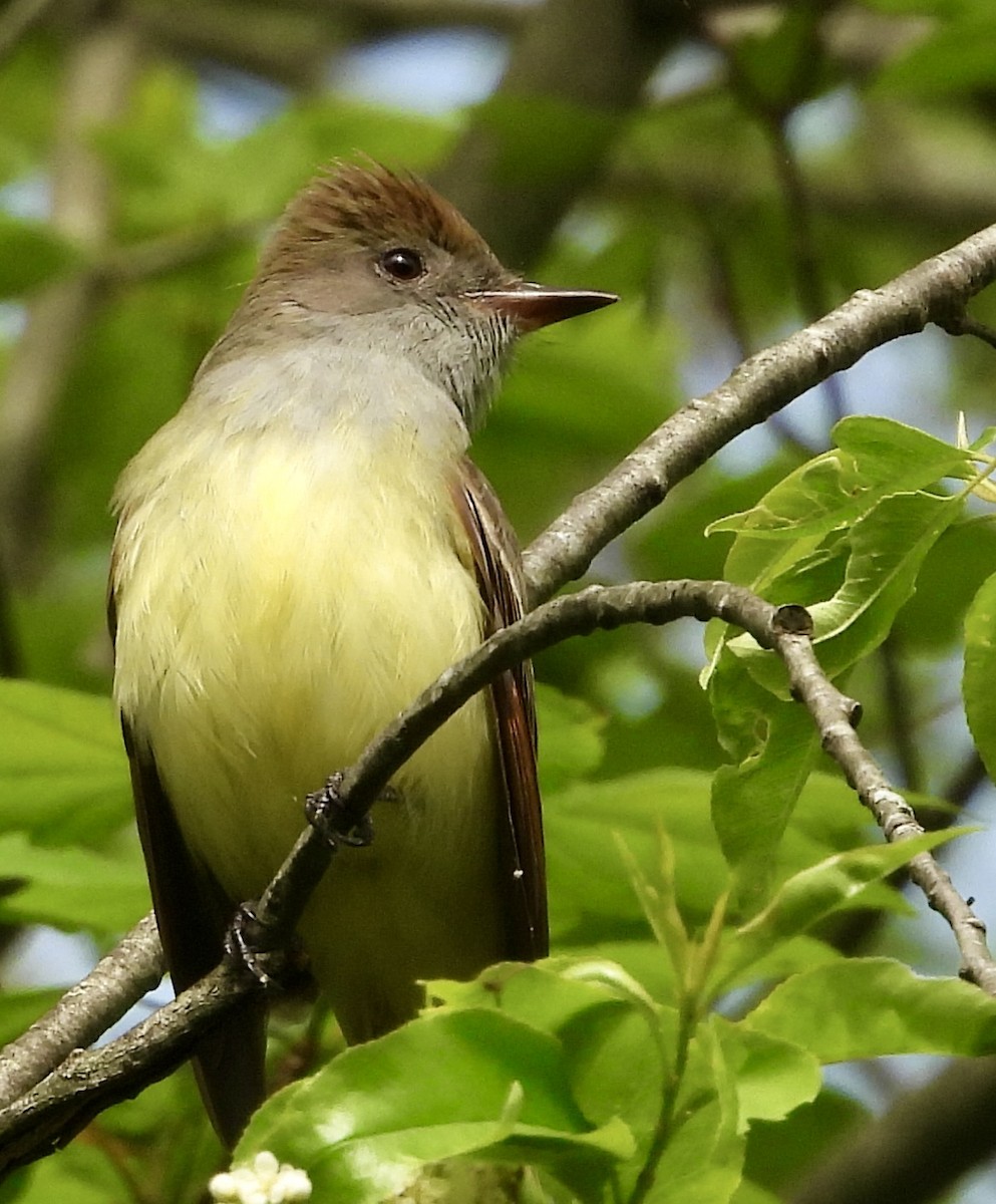 Great Crested Flycatcher - ML619433854