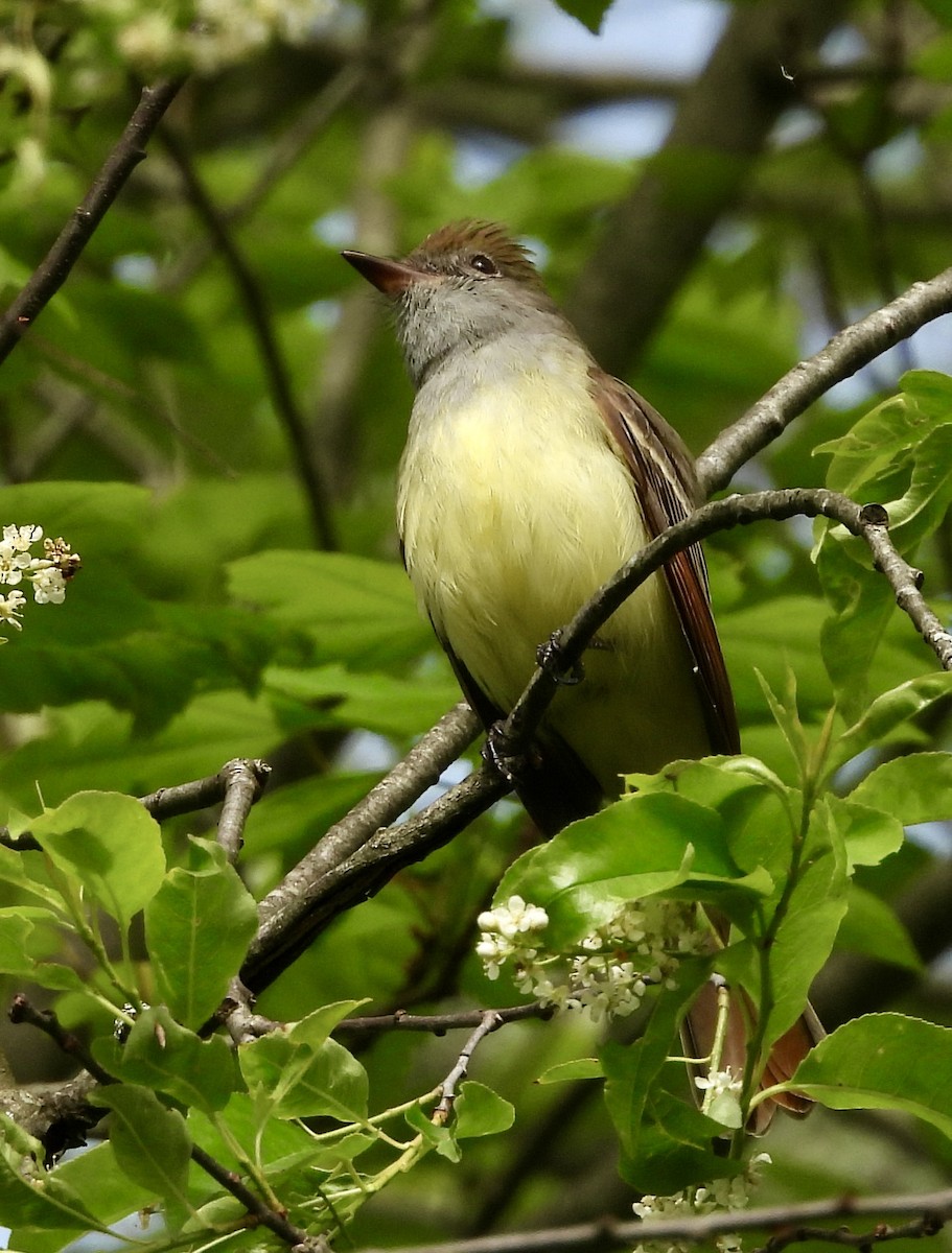 Great Crested Flycatcher - ML619433855