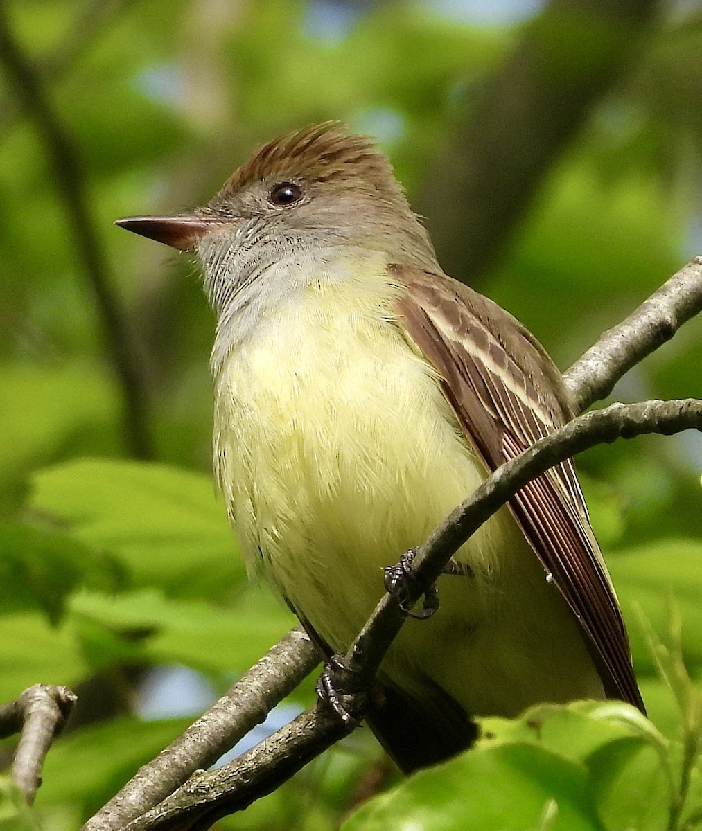 Great Crested Flycatcher - ML619433856
