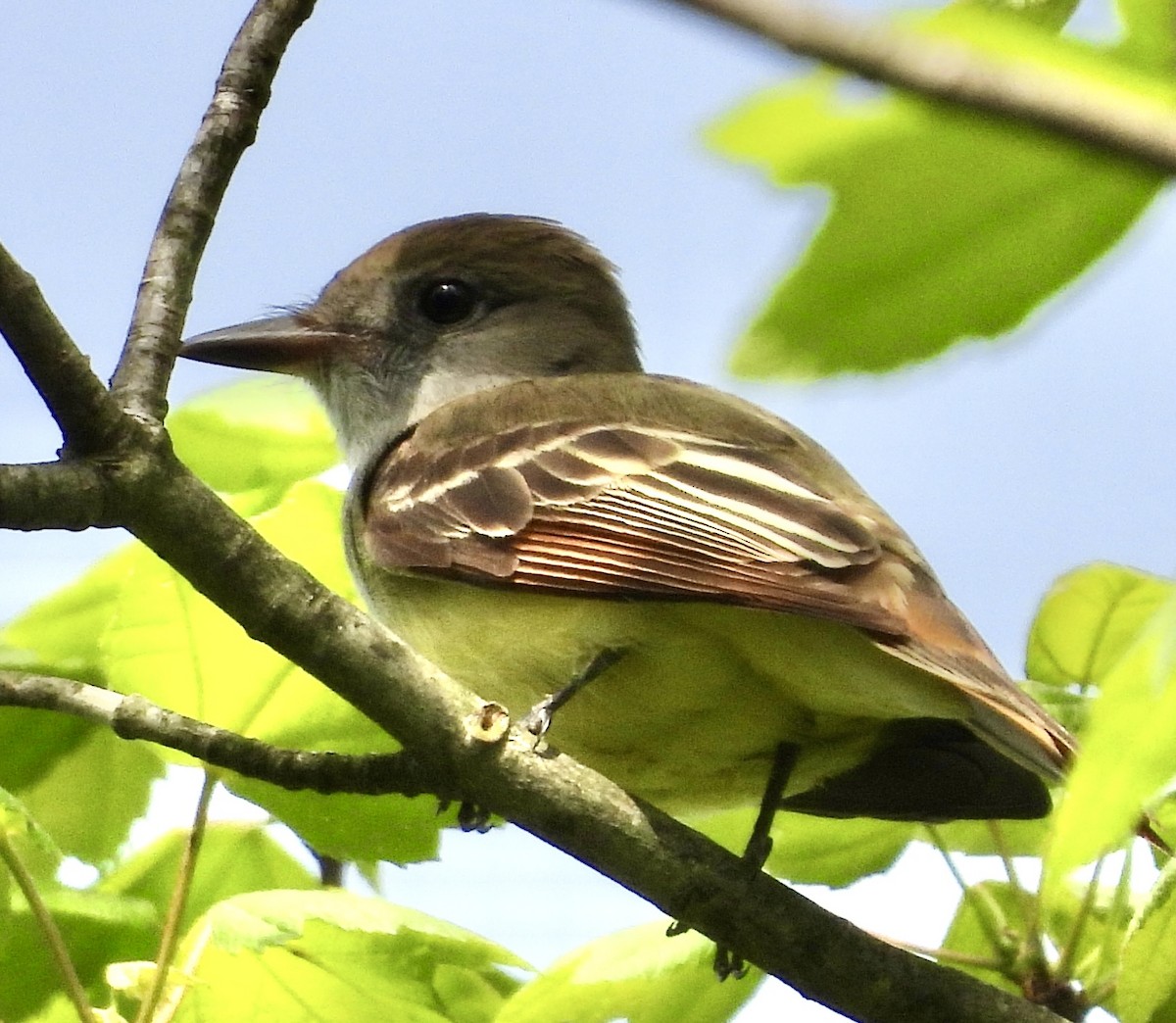 Great Crested Flycatcher - ML619433857