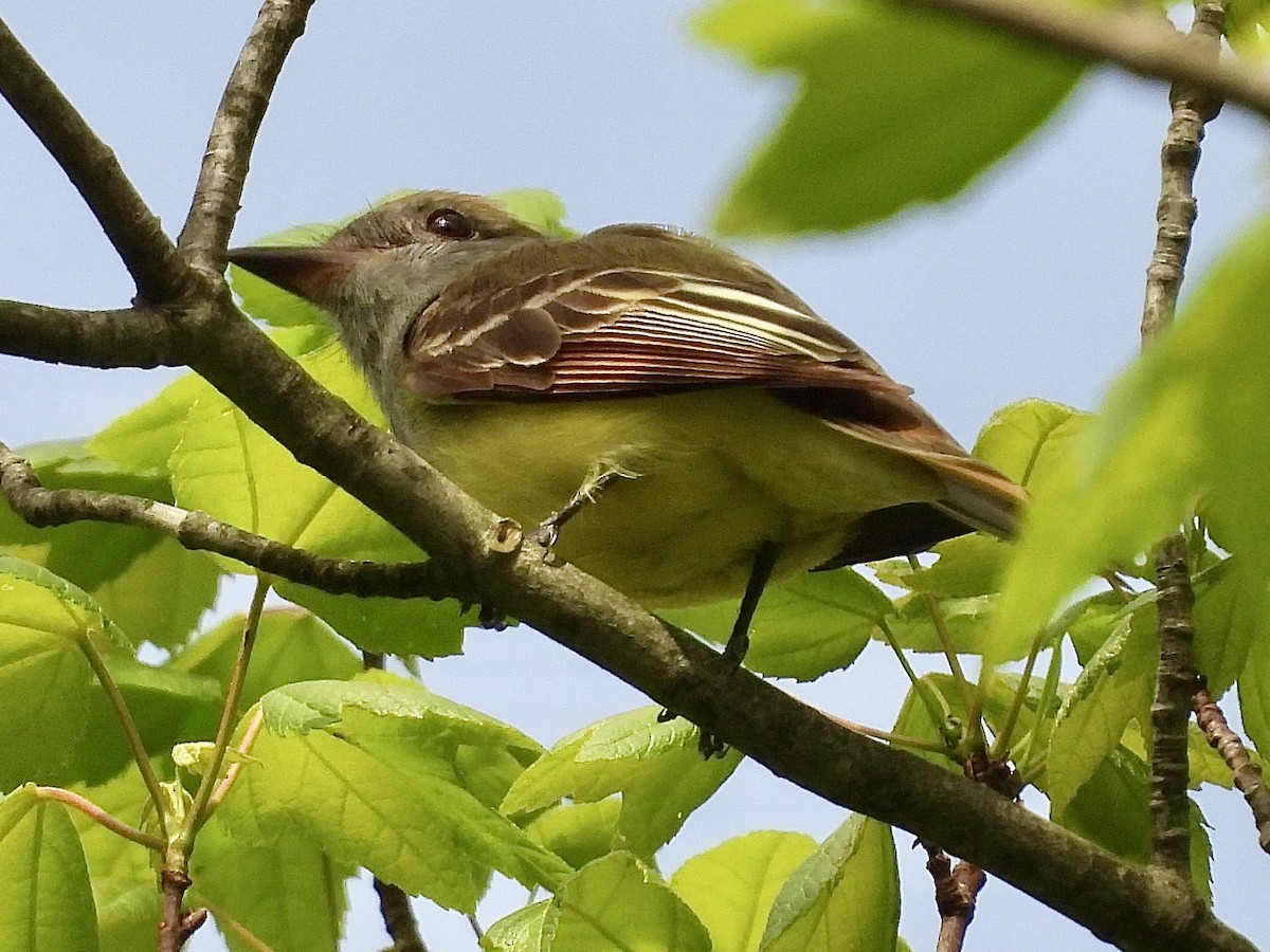 Great Crested Flycatcher - ML619433858