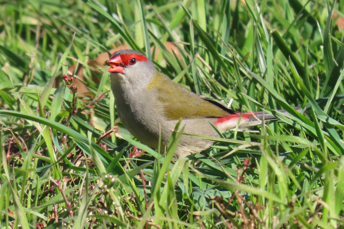 Red-browed Firetail - ML619433873