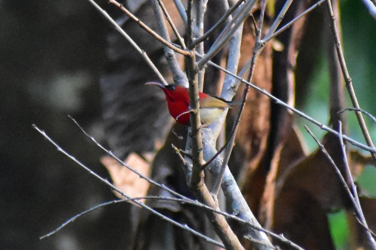 赤紅山椒鳥 - ML619433893