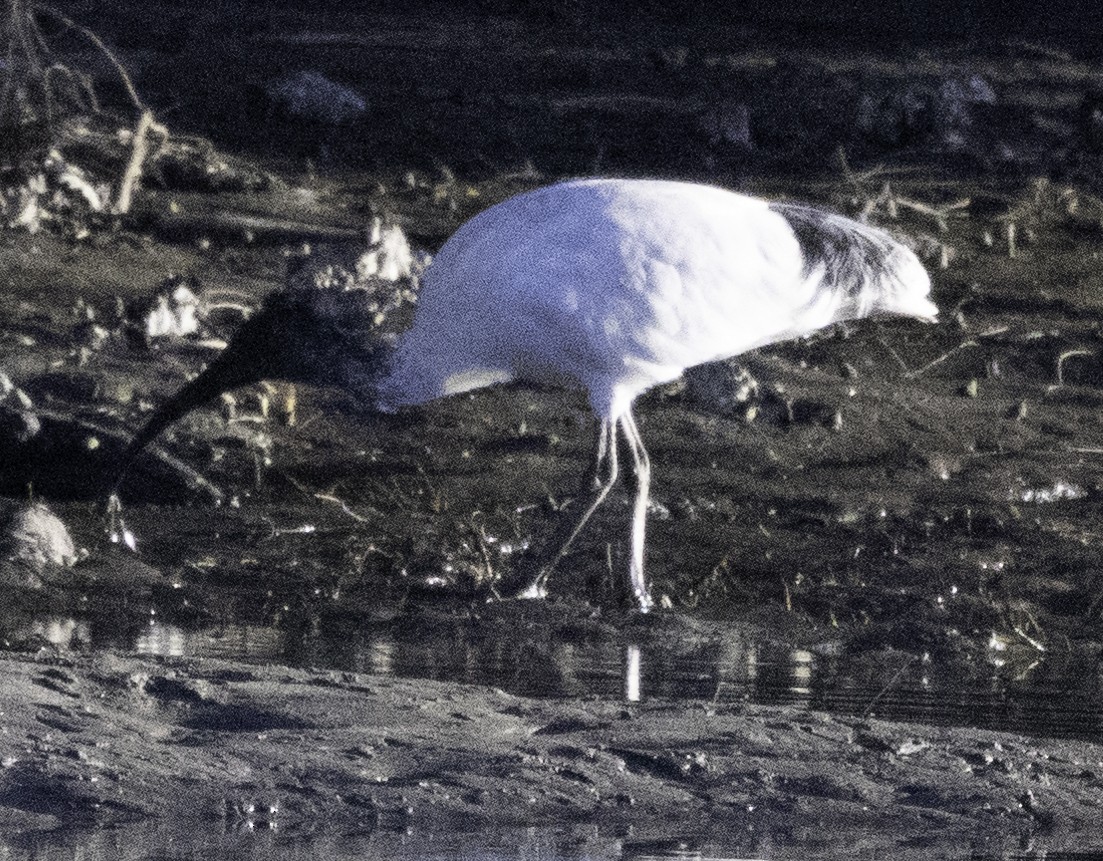 ibis australský - ML619433969