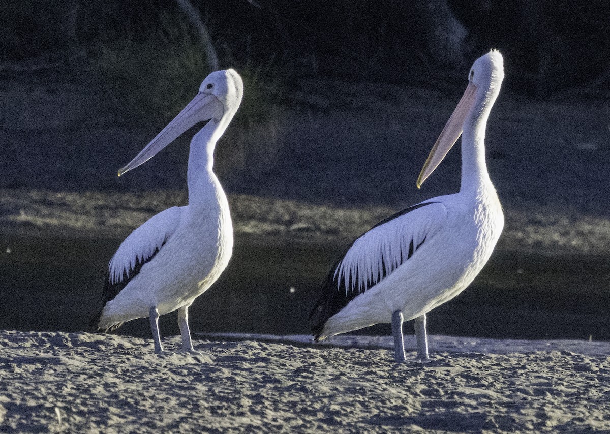 pelikán australský - ML619433979