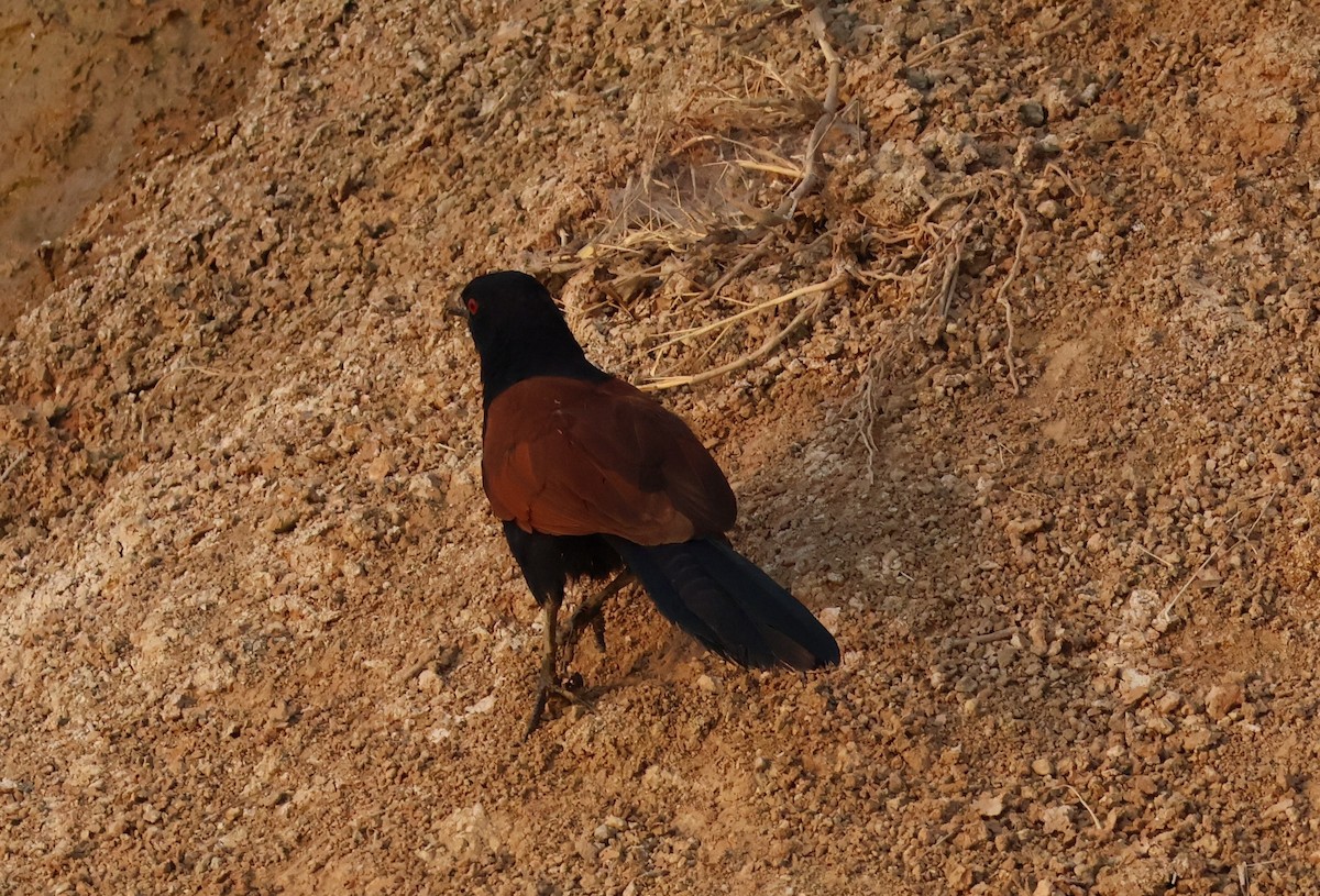 Greater Coucal - ML619433998