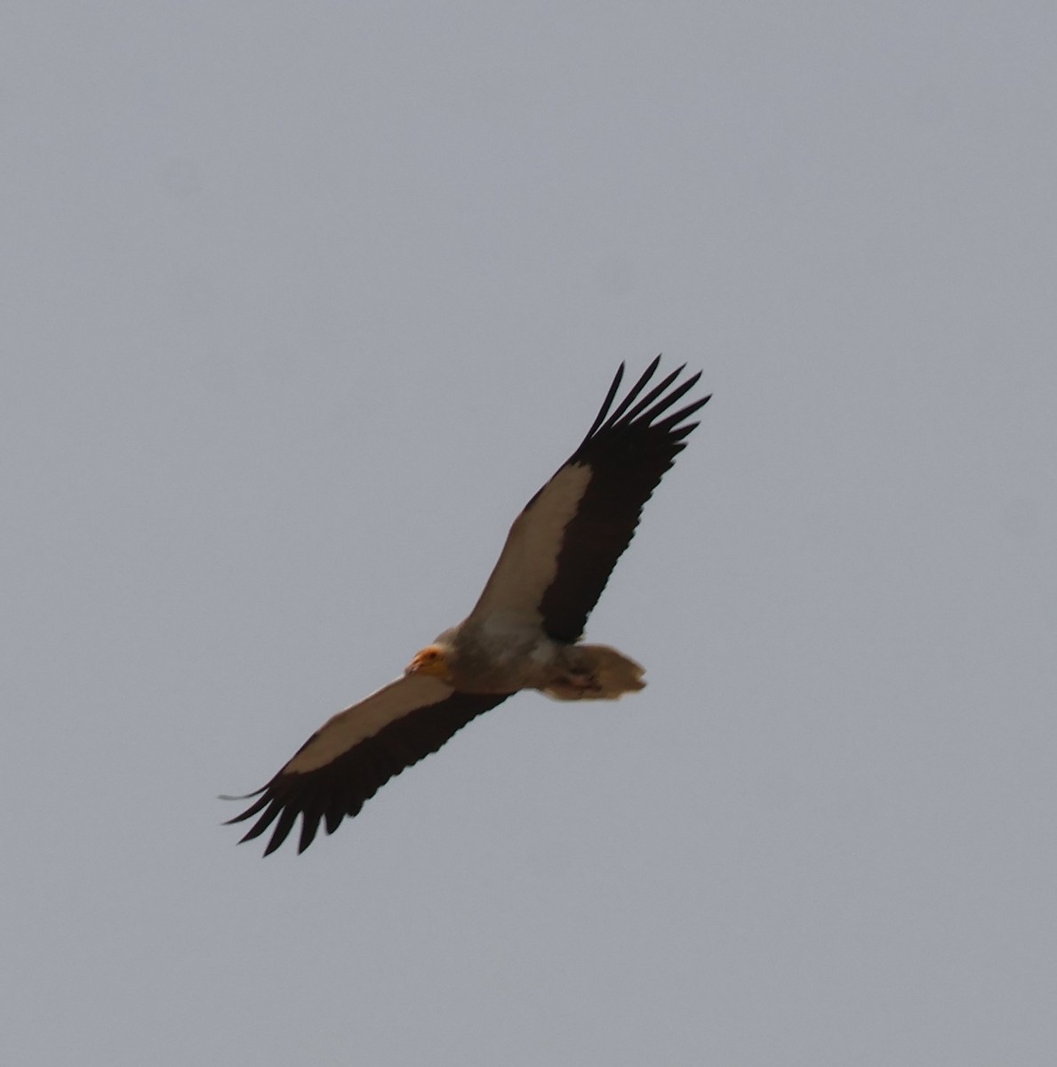 Egyptian Vulture - ML619434010