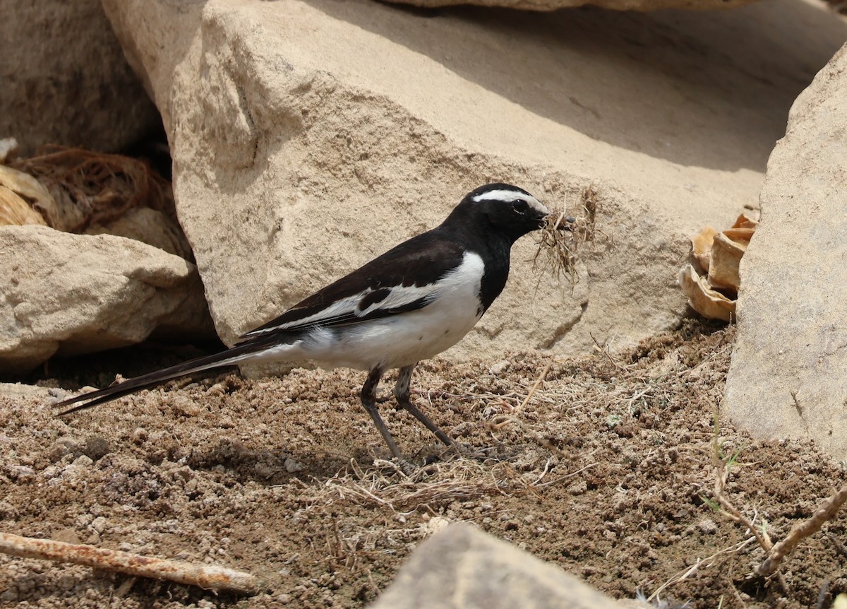 White-browed Wagtail - ML619434022