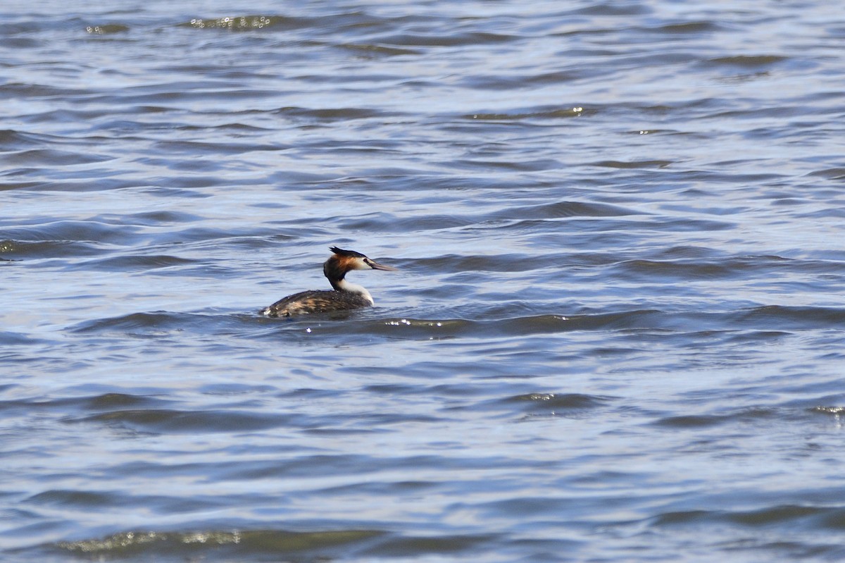 Great Crested Grebe - ML619434033