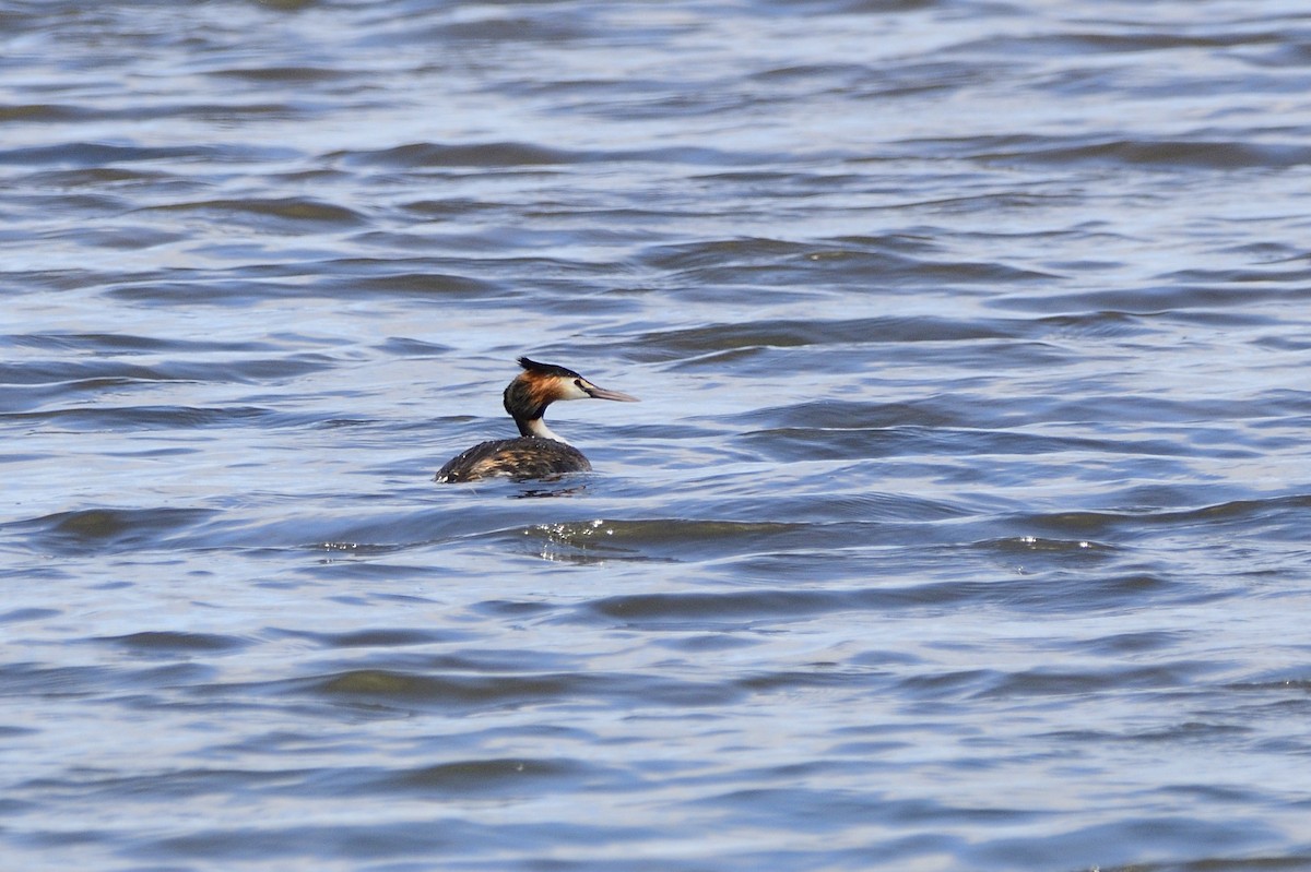Great Crested Grebe - ML619434034