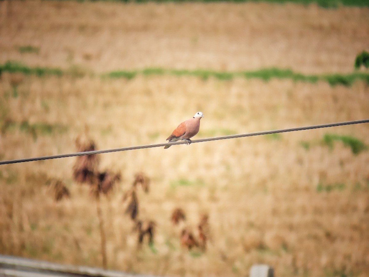 Red Collared-Dove - ML619434063