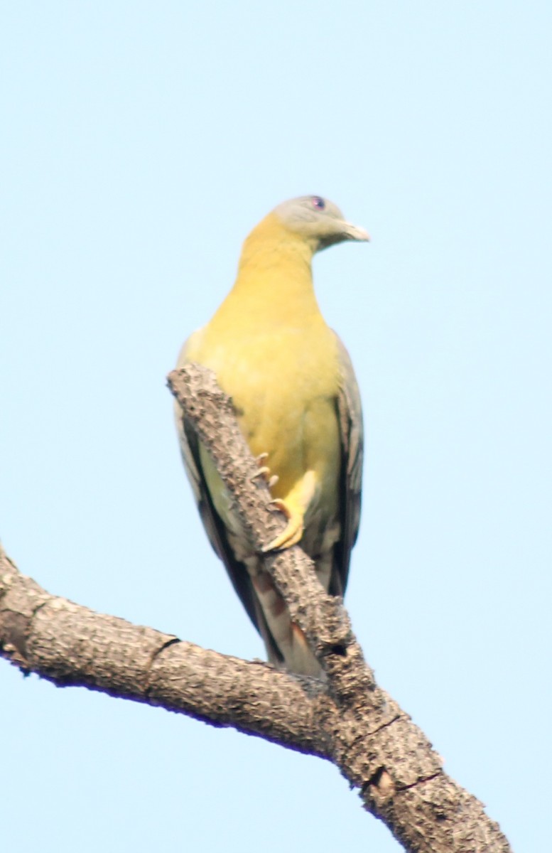 Yellow-footed Green-Pigeon - ML619434077