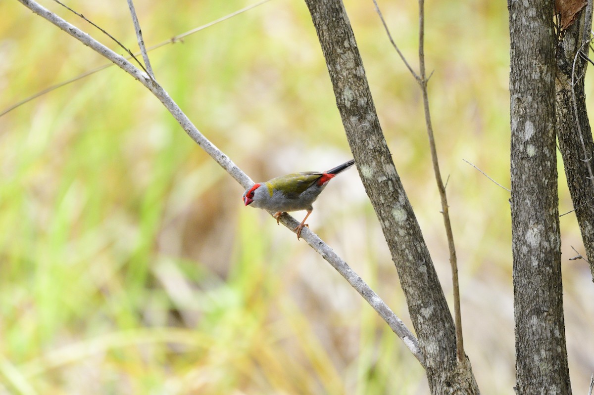 Red-browed Firetail - ML619434098