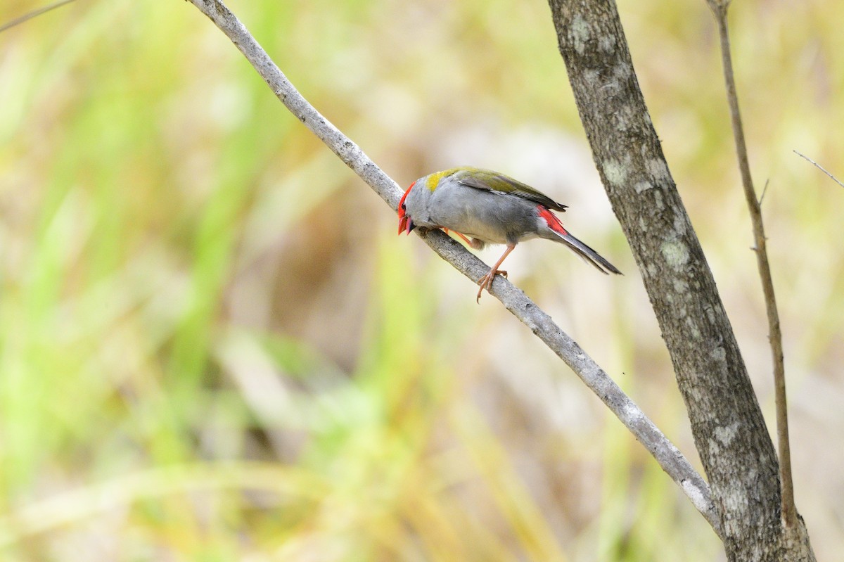 Red-browed Firetail - ML619434099