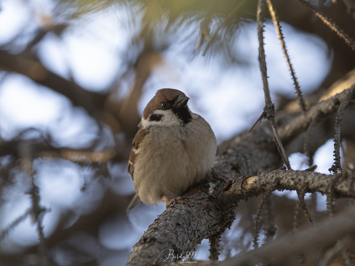 Eurasian Tree Sparrow - ML619434115