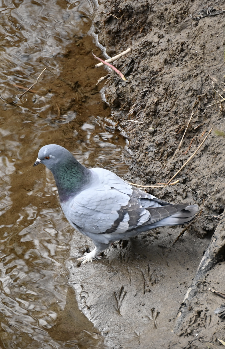 Сизый голубь (Одомашненного типа) - ML619434182
