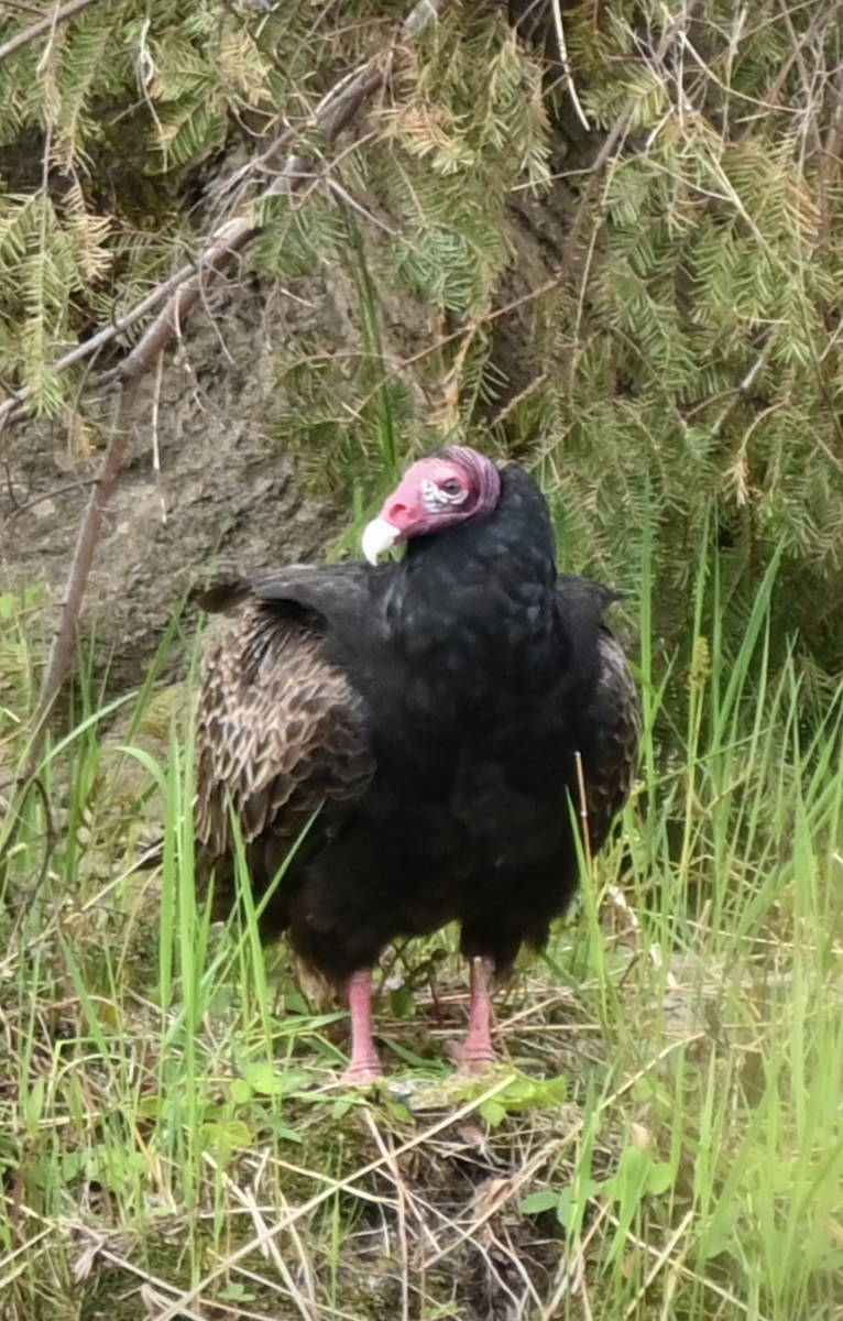 Turkey Vulture - ML619434185
