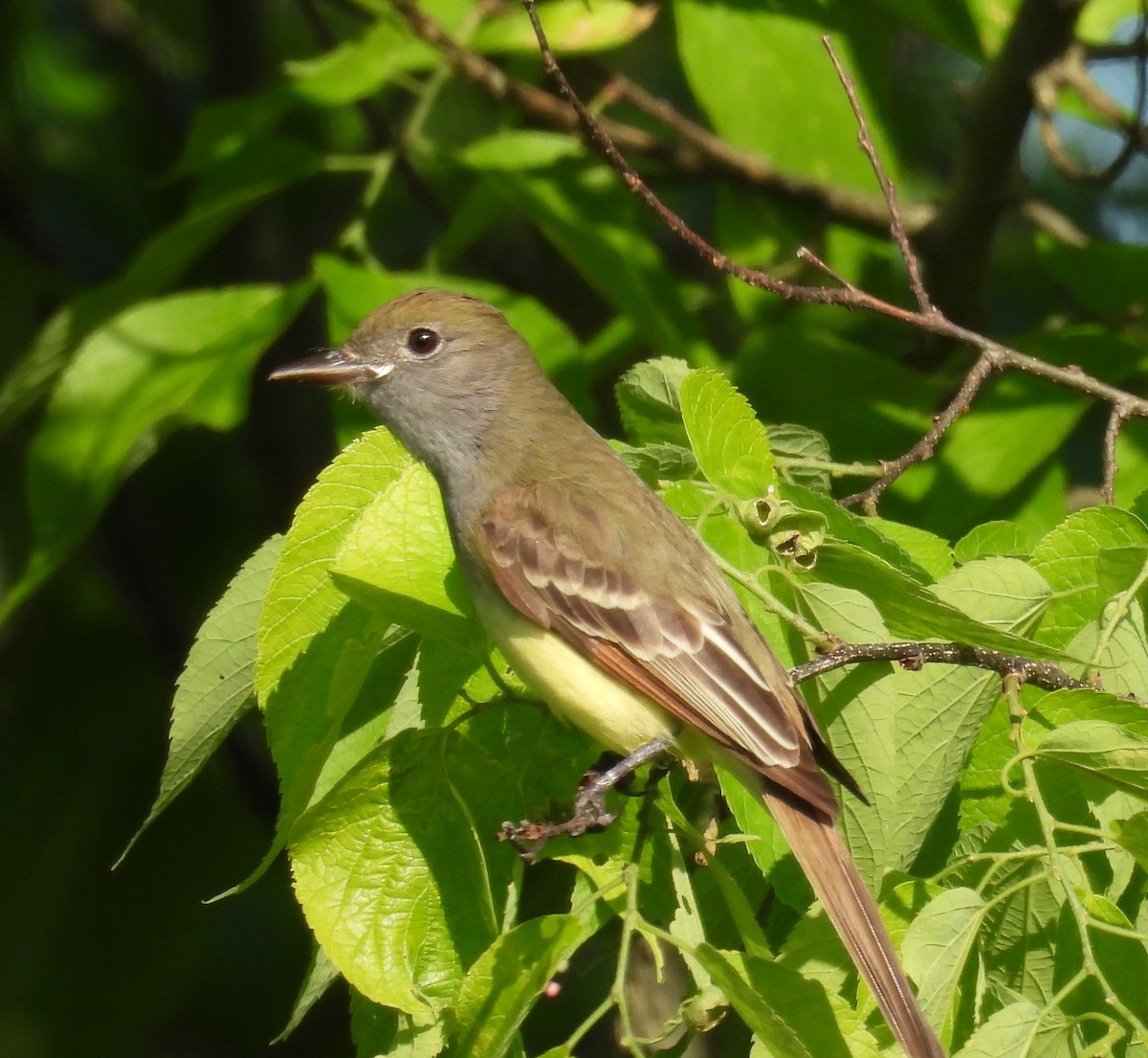 Great Crested Flycatcher - ML619434188