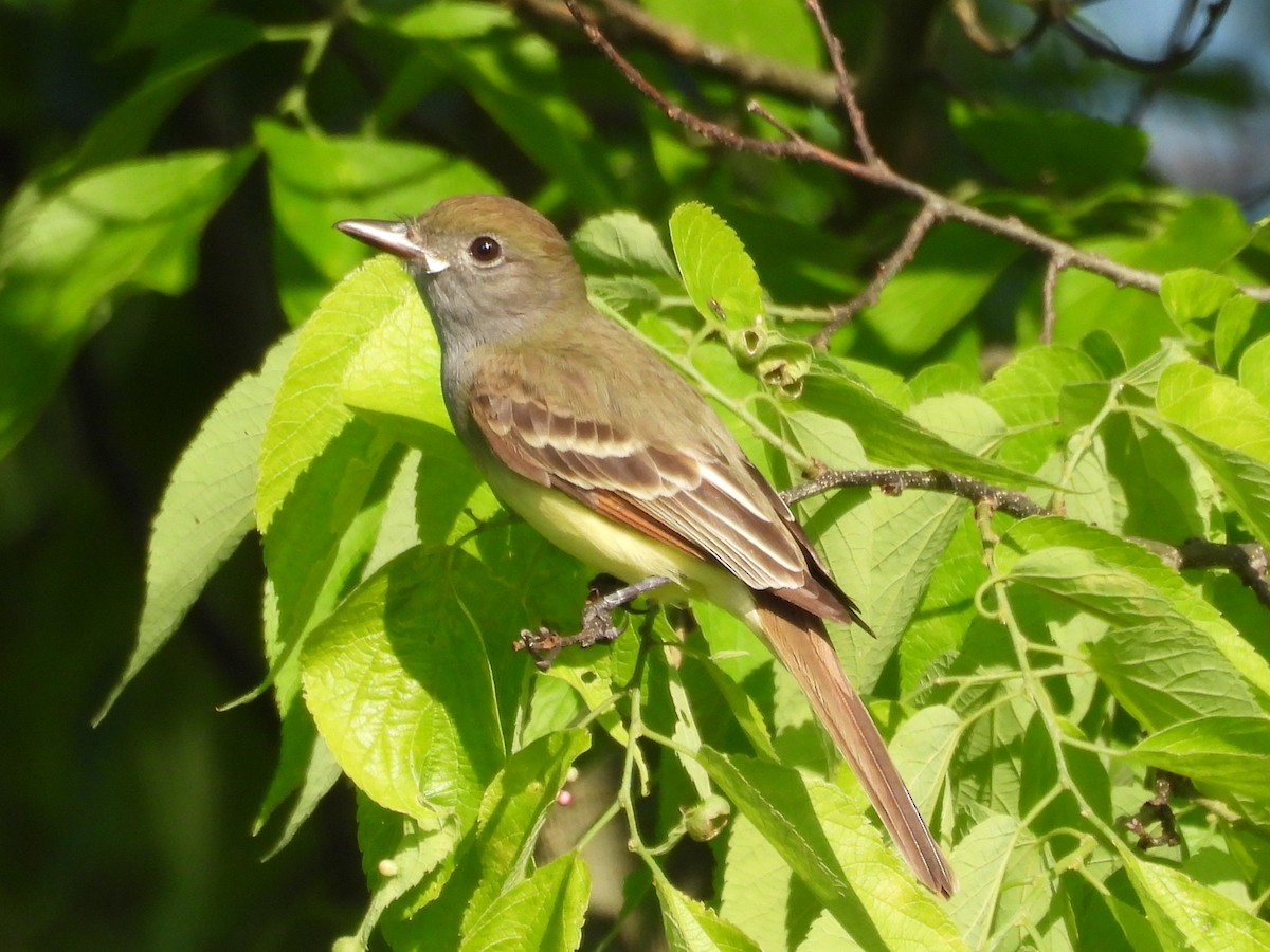 Great Crested Flycatcher - ML619434189