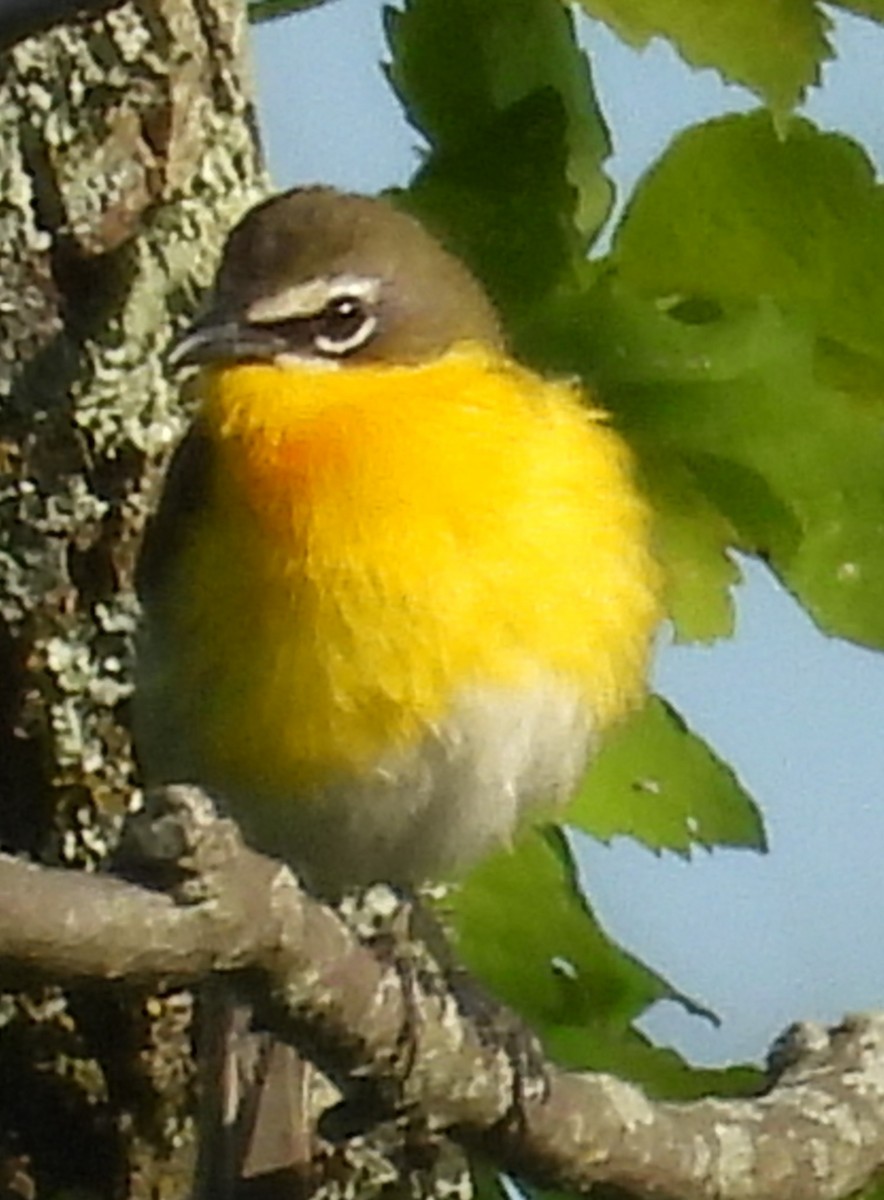 Yellow-breasted Chat - ML619434191