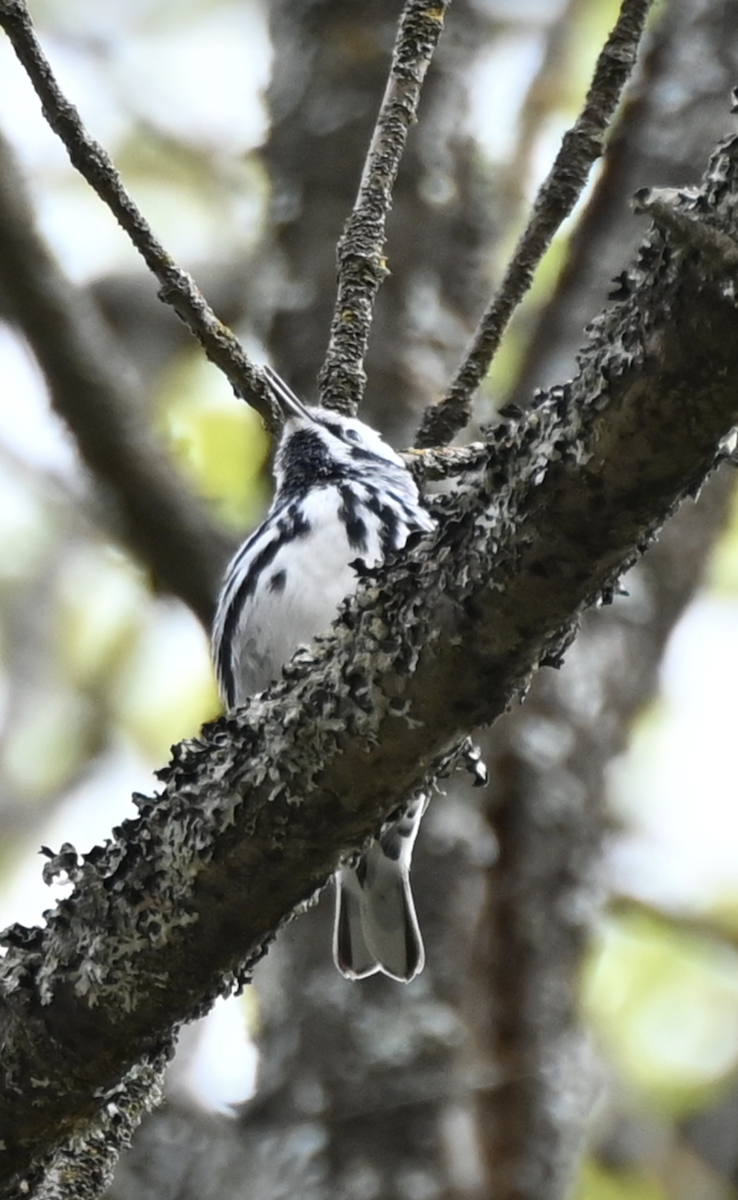 Black-and-white Warbler - ML619434203
