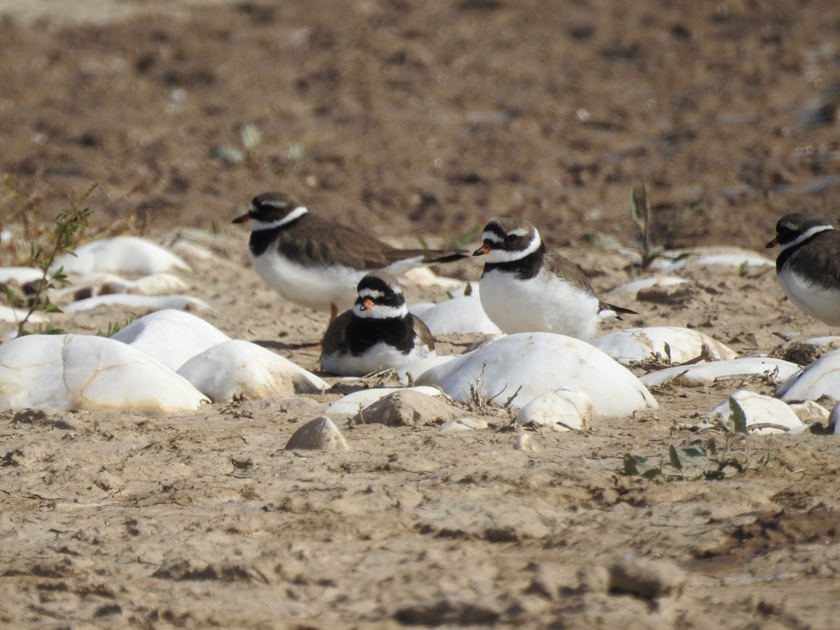 Common Ringed Plover - ML619434220