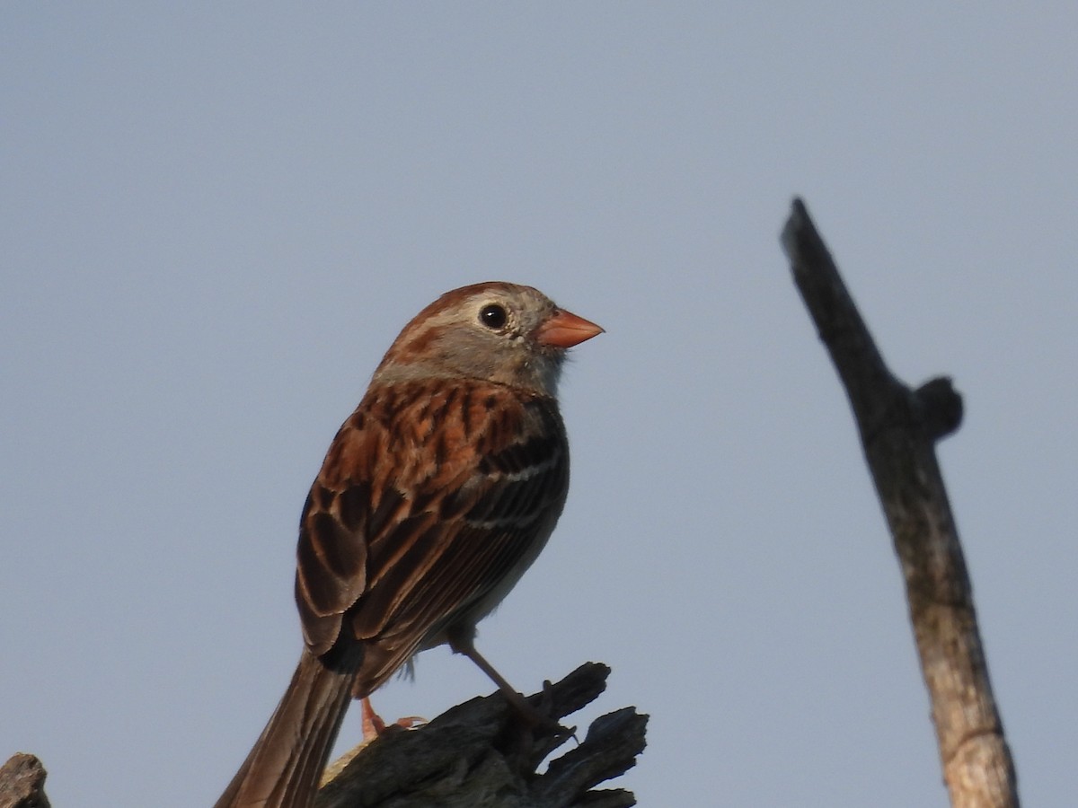 Field Sparrow - ML619434223